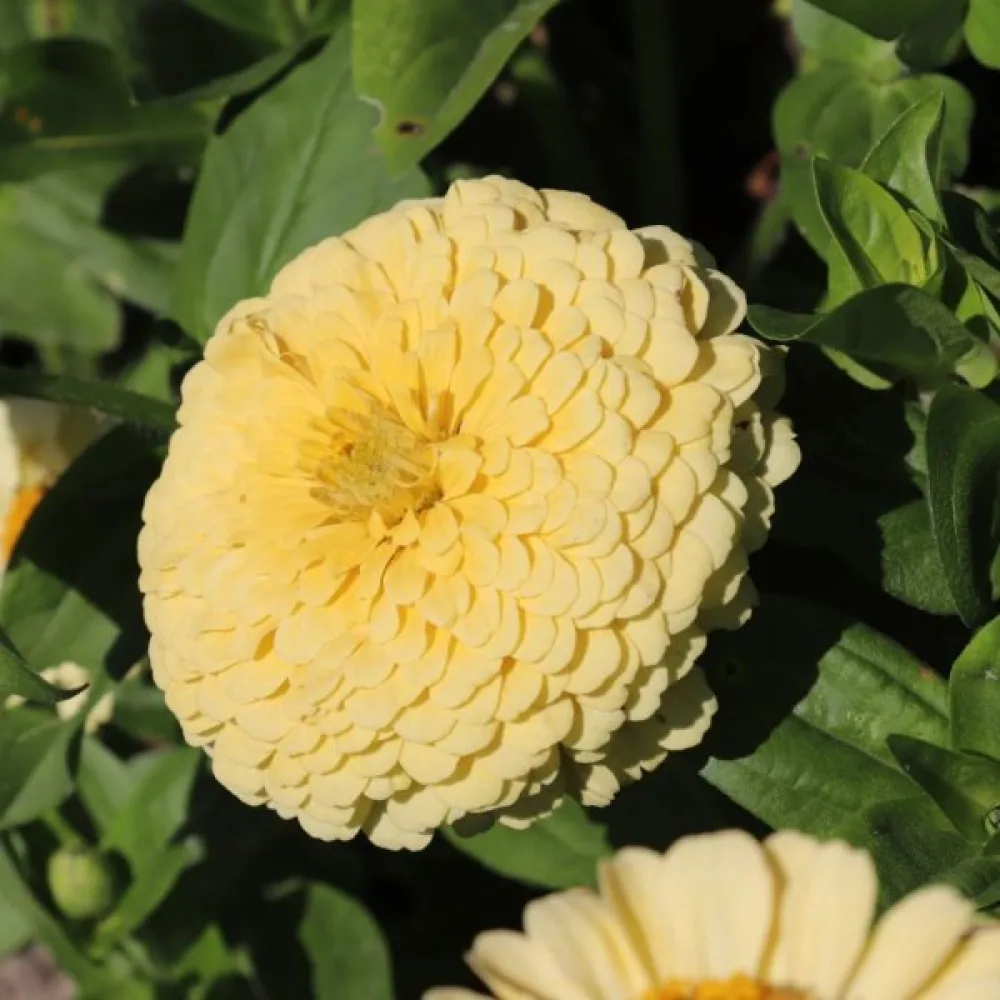 Tsinnia 'Isabellina'