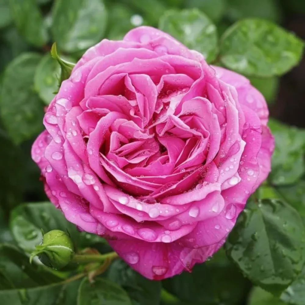Ruusu 'Pink Heart' – paljasjuurinen