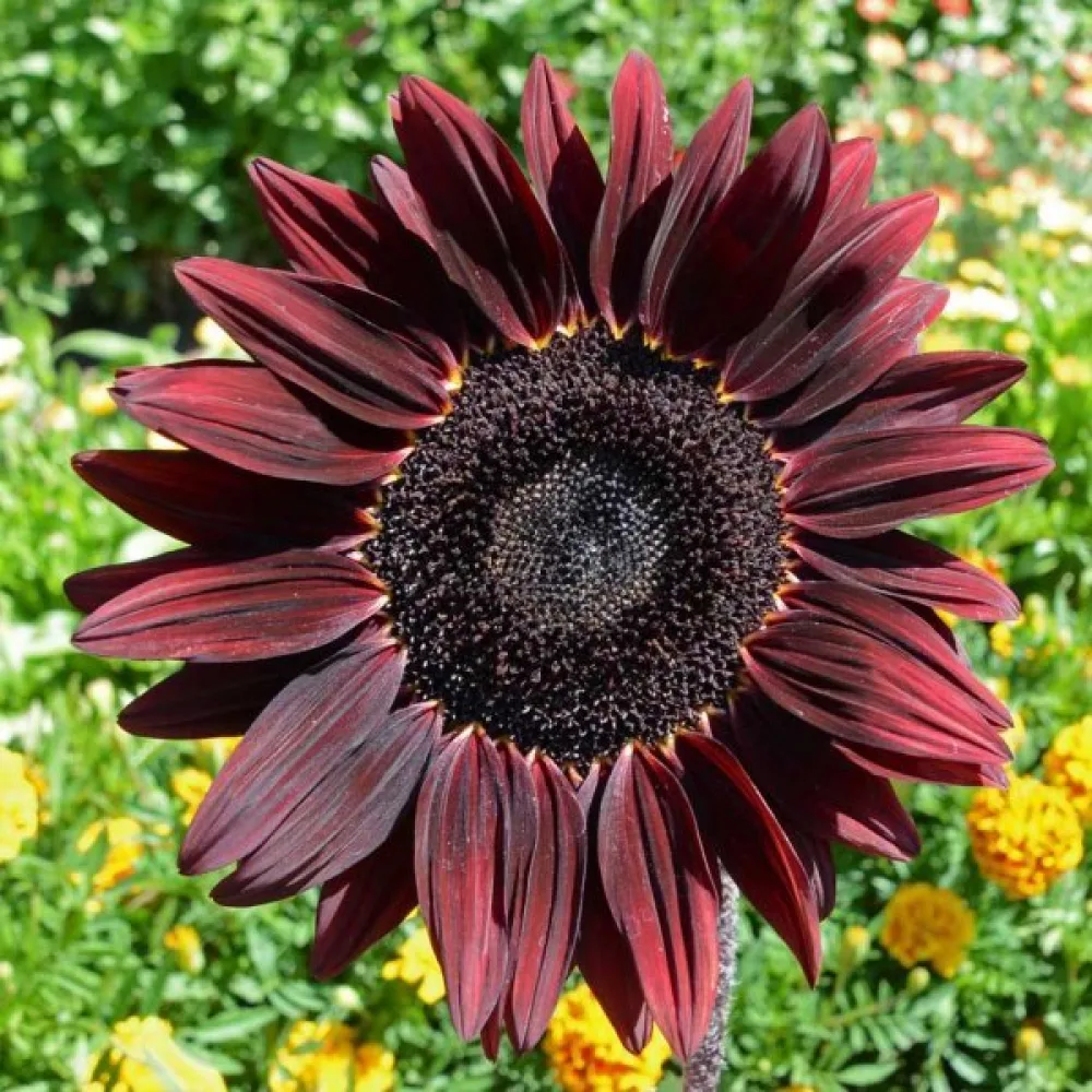 Auringonkukka 'Chocolat'