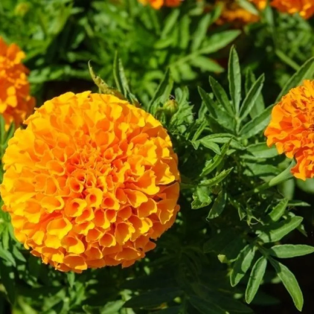 Kookossamettikukka 'Calando Orange'