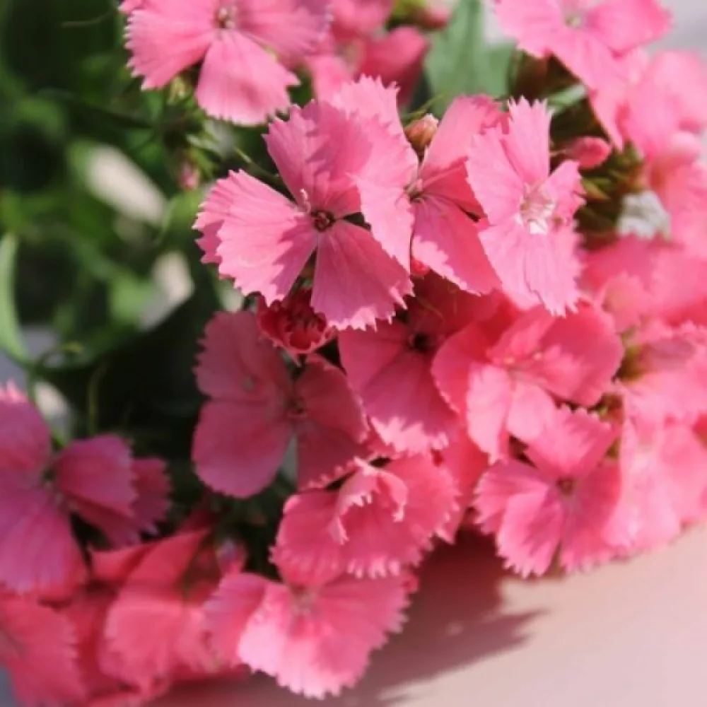 Harjaneilikka 'Newport Pink' – vaaleanpunainen