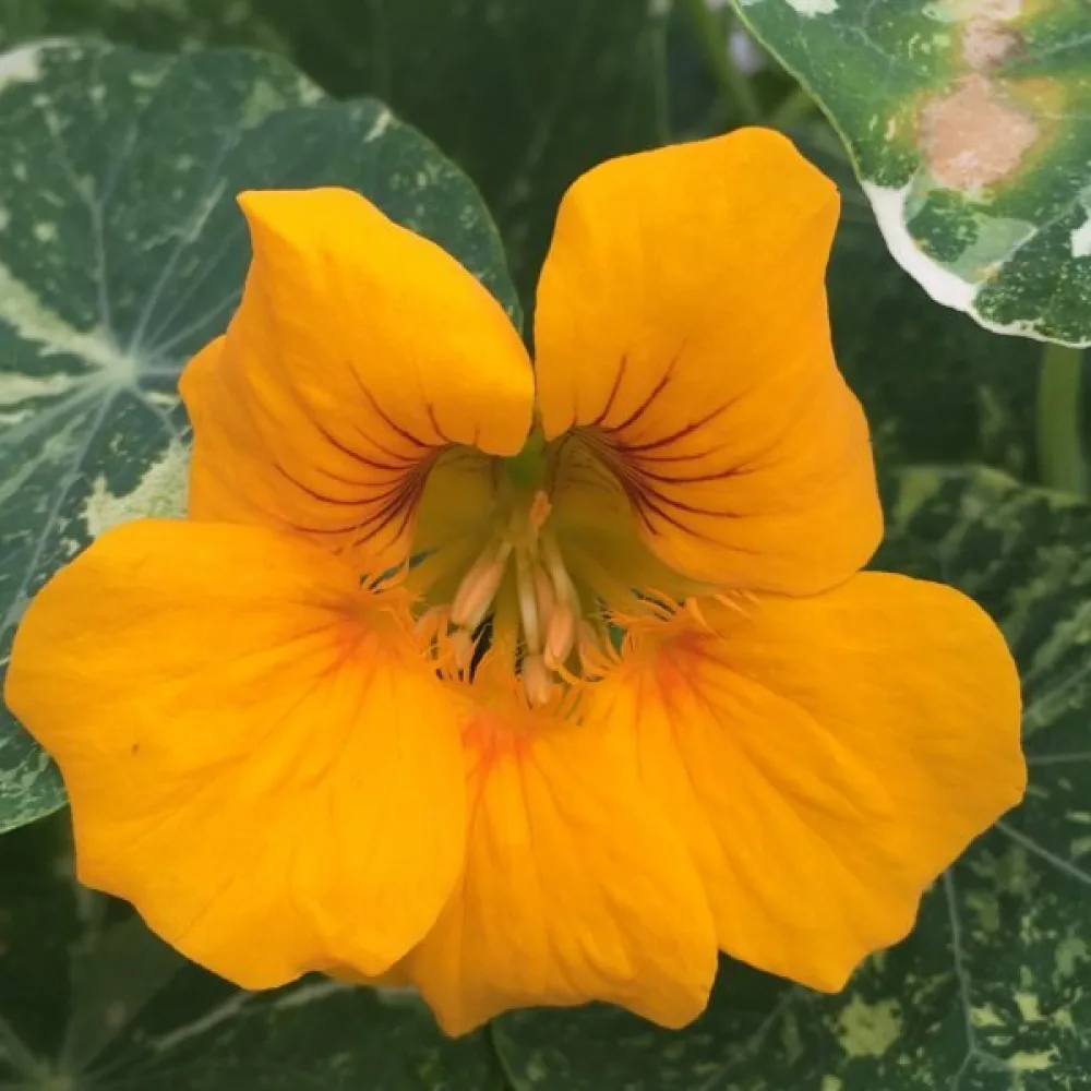 Köynnöskrassi 'Alaska Gold'