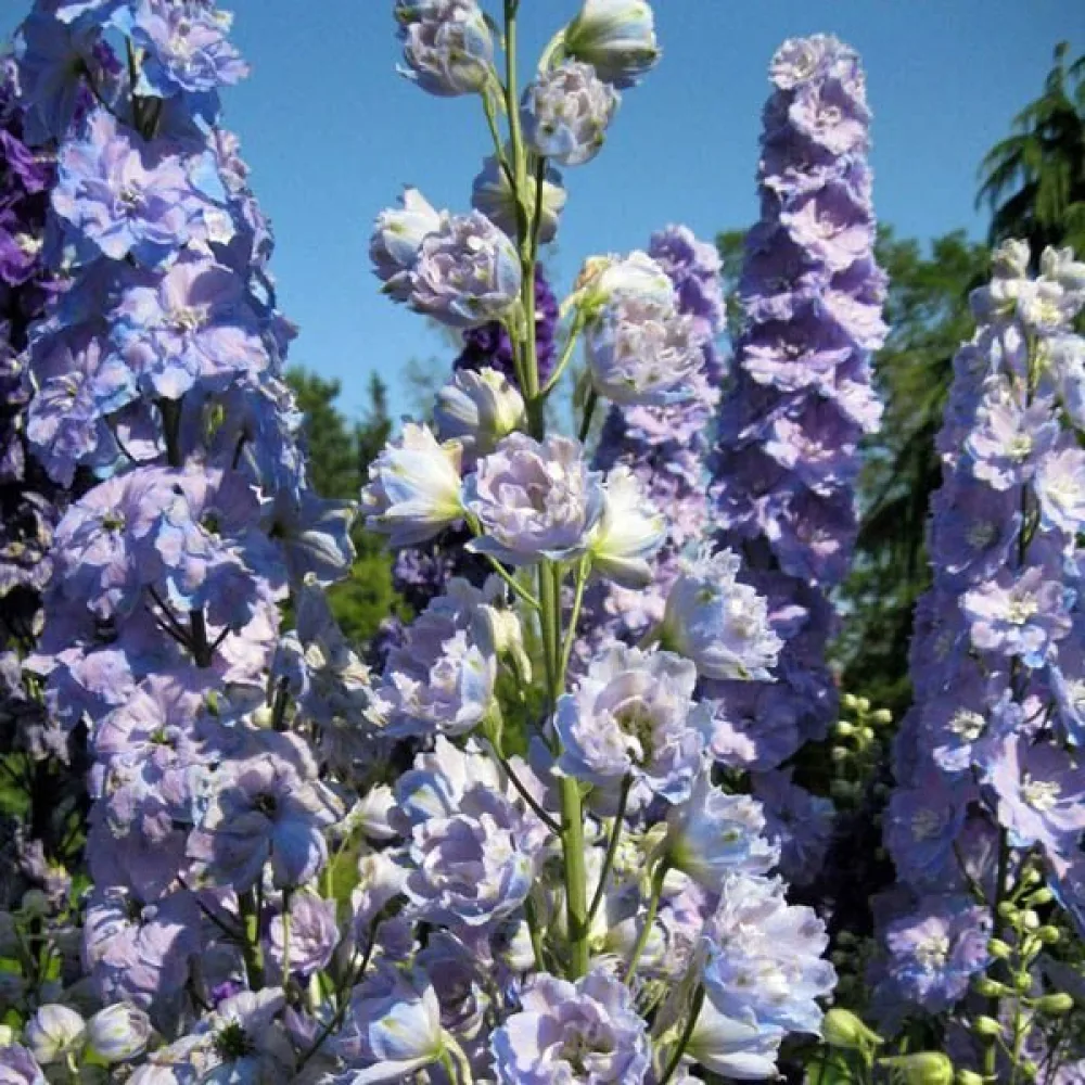 Kesäkukonkannus 'Lilac Spire' – lila