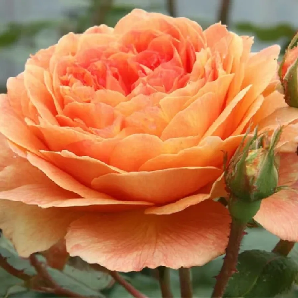 Ruusu 'Light Whirlwind' – paljasjuurinen