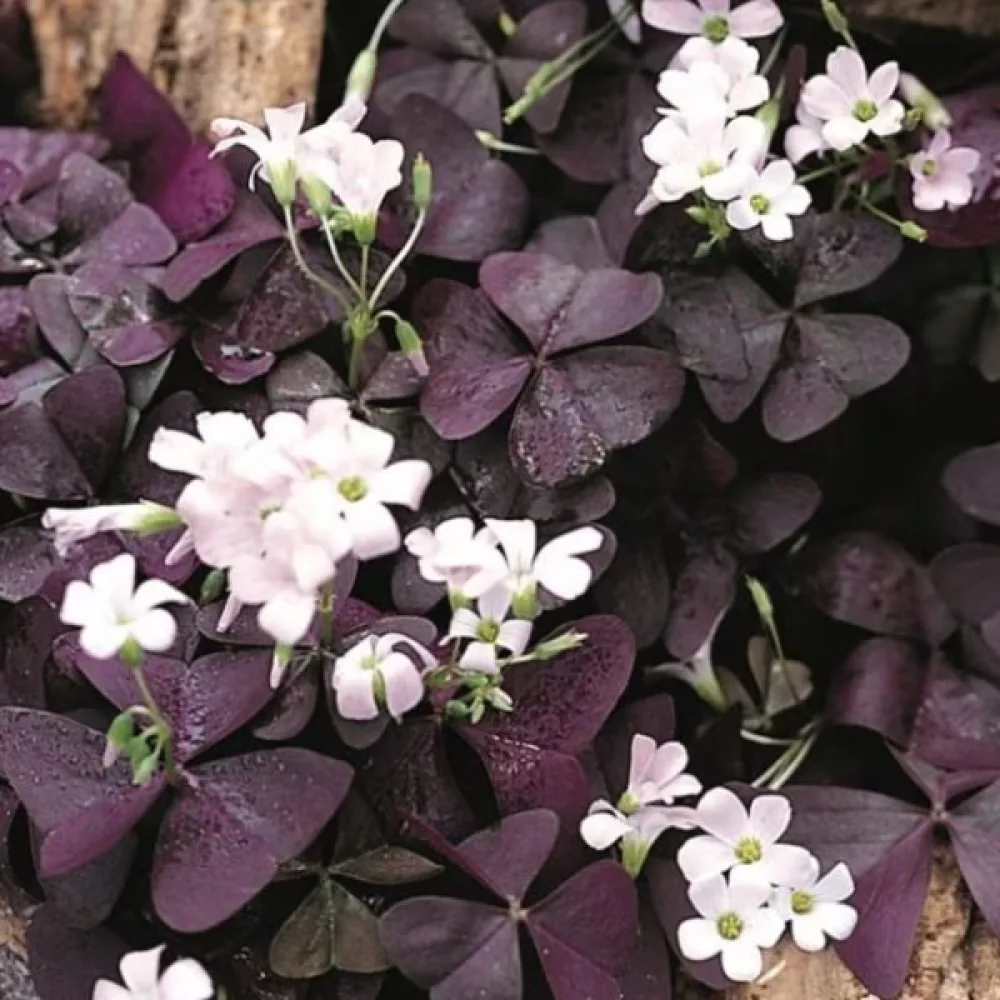 Käenkaali Oxalis triangularis