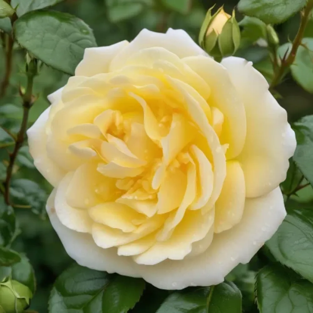 Ruusu 'Wedding White Pompon' – paljasjuurinen
