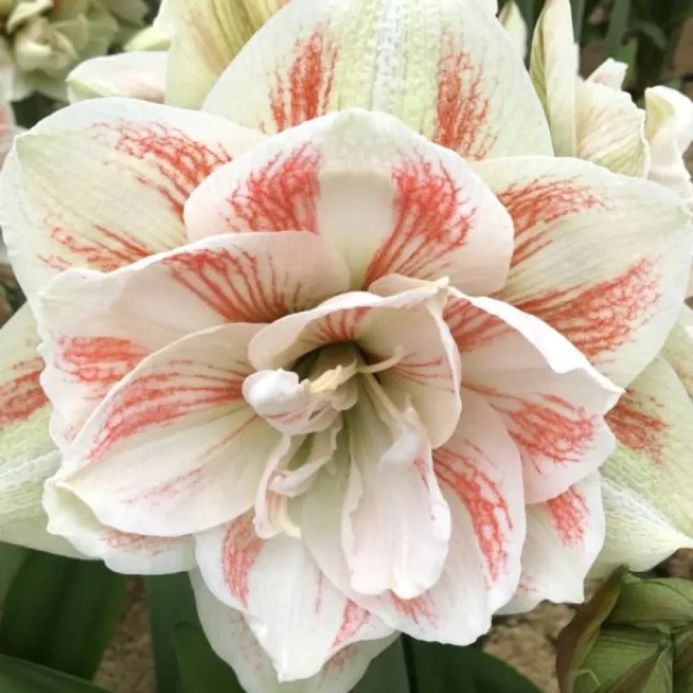 Amaryllis 'Nymph'