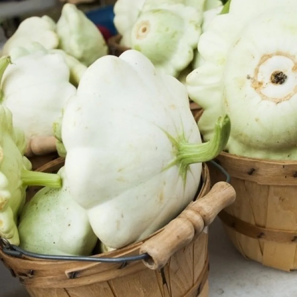 Patisson 'Polo F1'