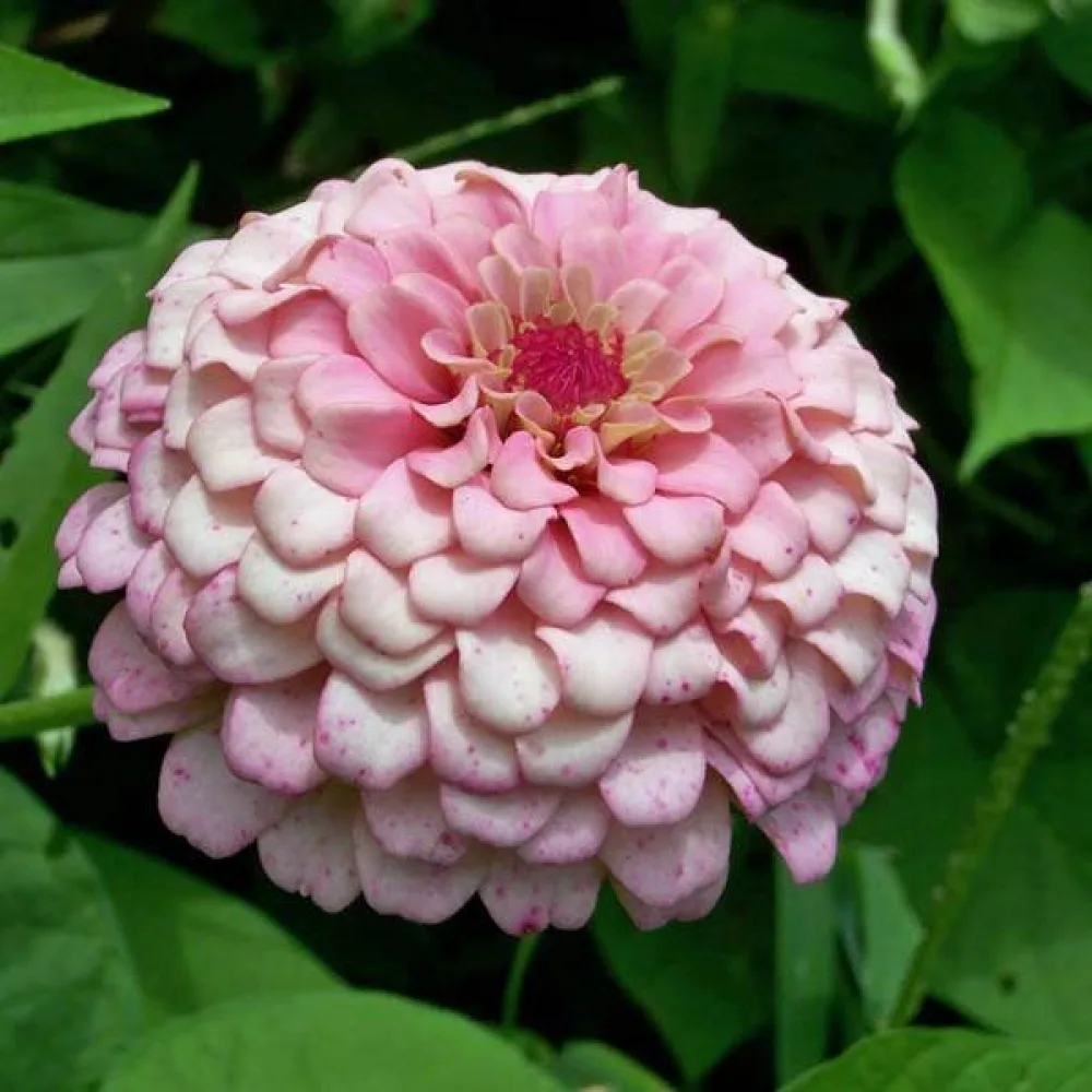 Tsinnia 'Dream'