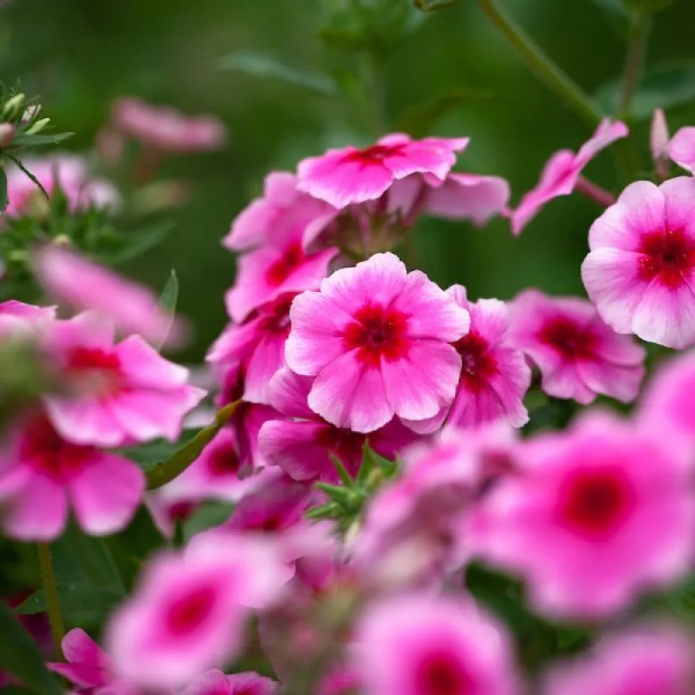 Kesäleimu 'Brilliant Rose'