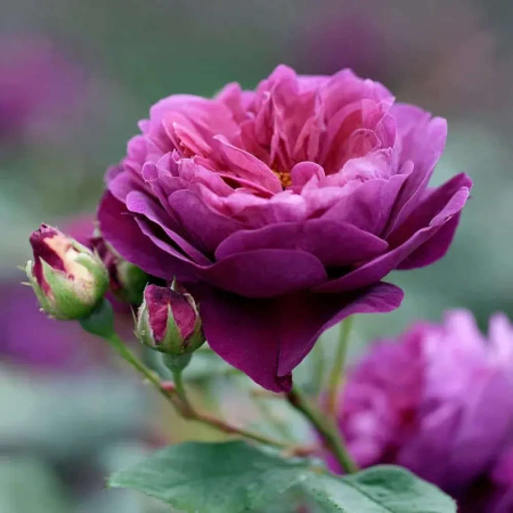 Ruusu 'Purple Harmony' – paljasjuurinen