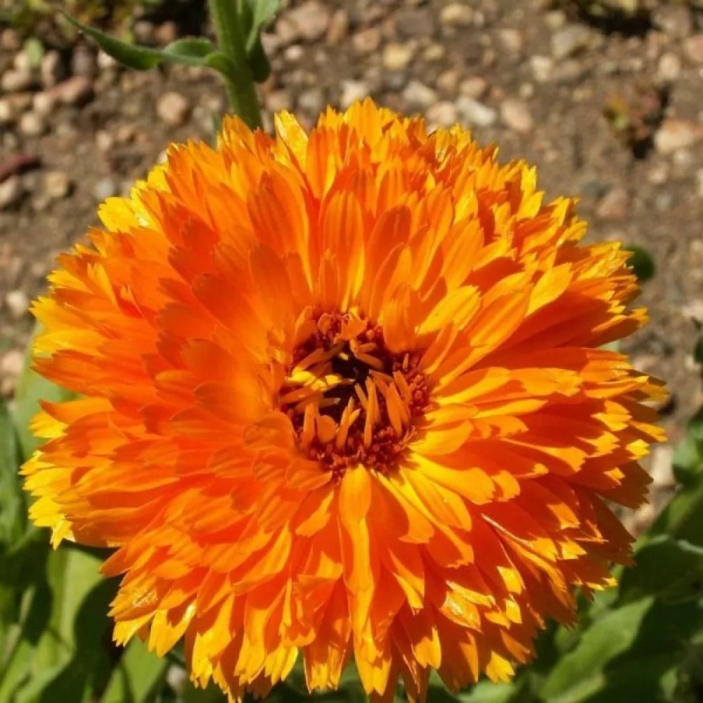 Kehäkukka Calendula officinalis, kerrannainen oranssi (profi)