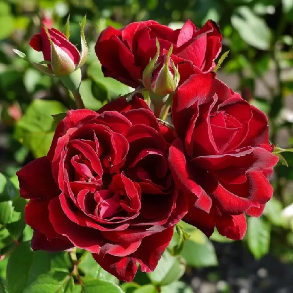Ruusu 'Dark Red Fairytale' – paljasjuurinen