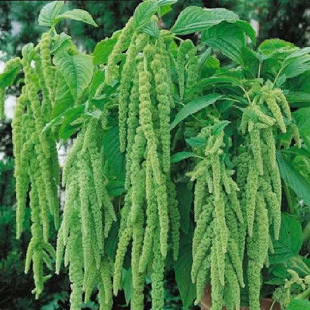 Amarantti 'Tower Green'