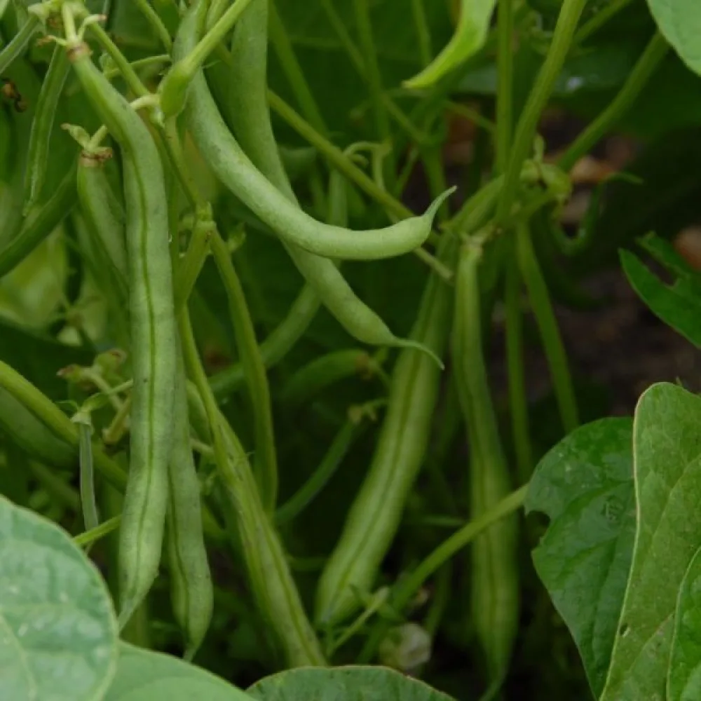 Tarhapapu 'Tendergreen'