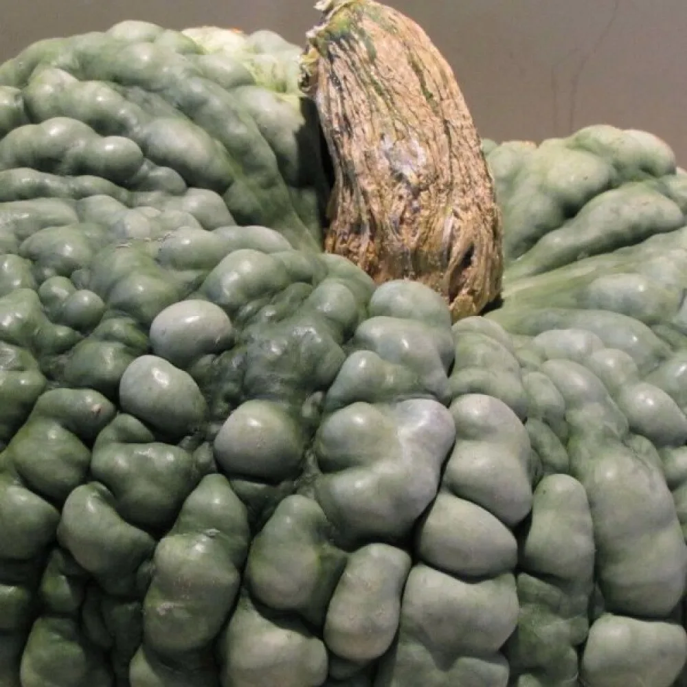 Kurpitsa 'Marina di Chioggia'