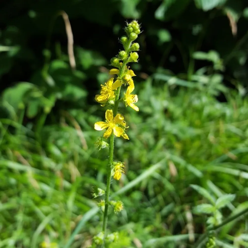 Verijuuri Agrimonia eupatoria