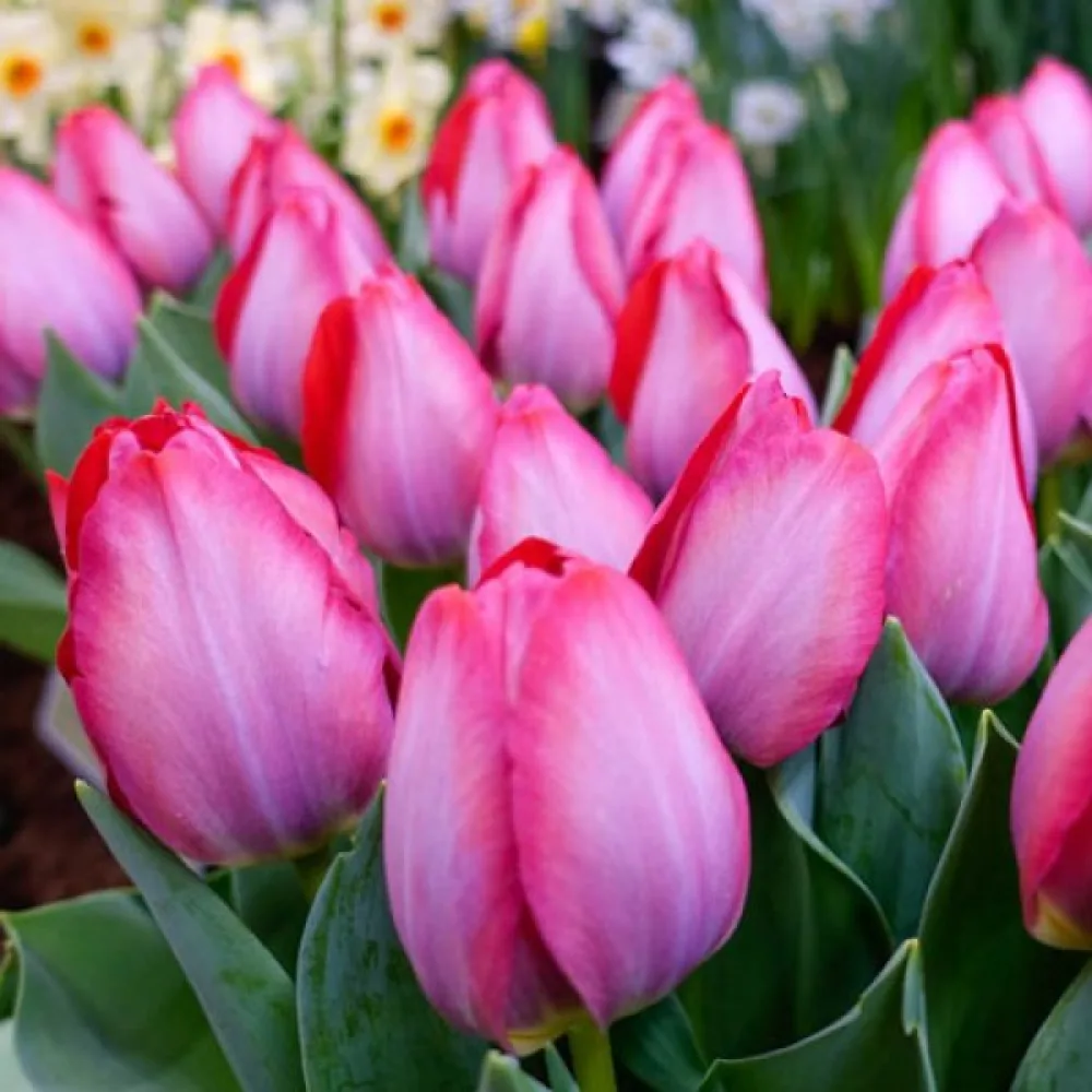 Tulppaani 'Pink Sound'
