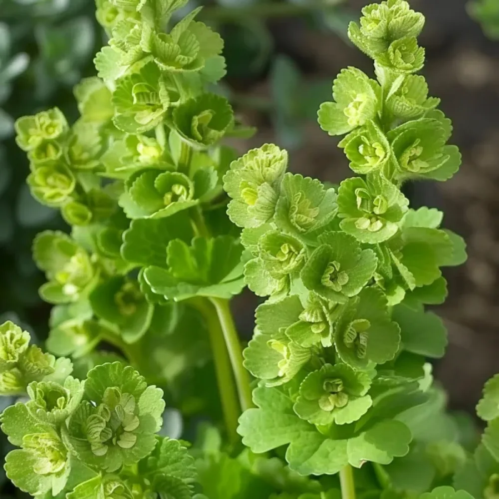 Simpukkakukka Moluccella laevis