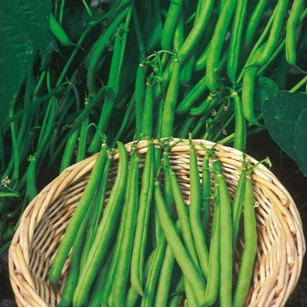 Tarhapapu 'Ferrari'