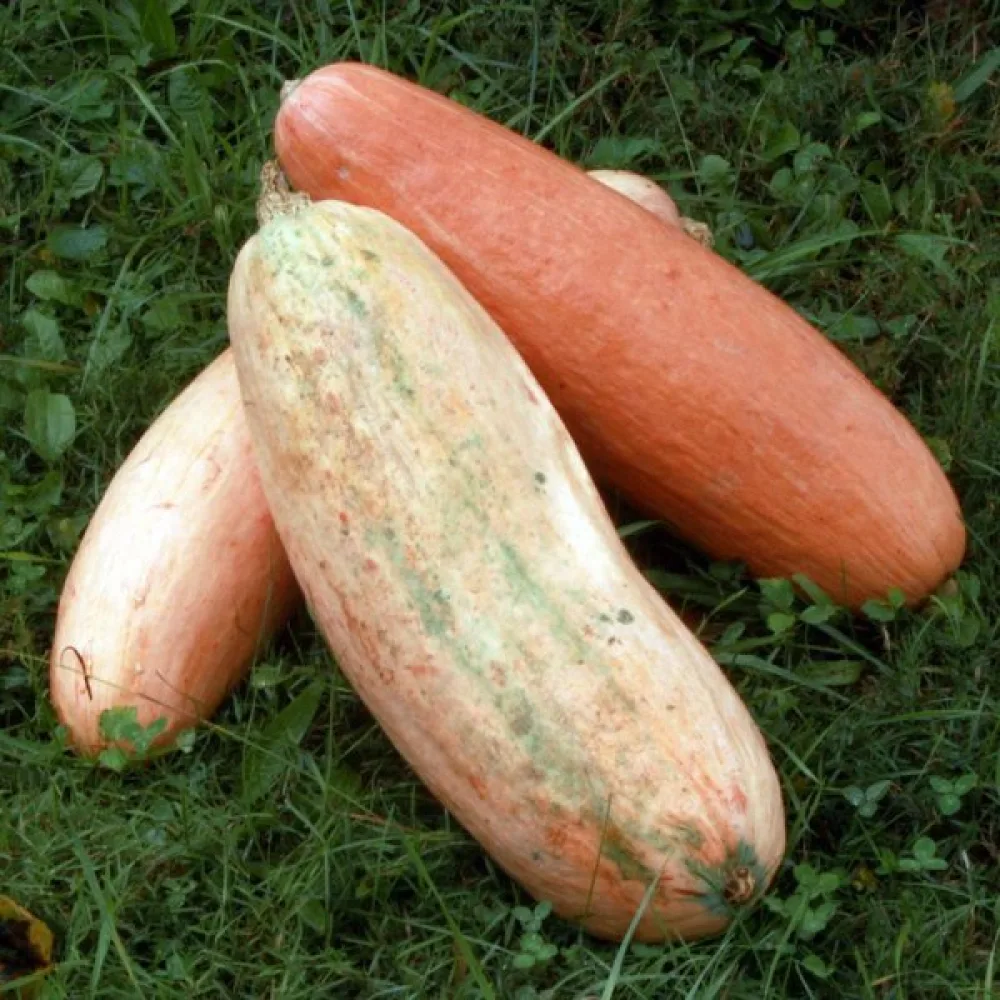 Kurpitsa 'Pink Banana Jumbo'