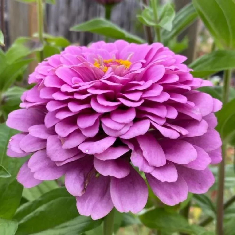 Tsinnia 'Super Yoga Lavender'