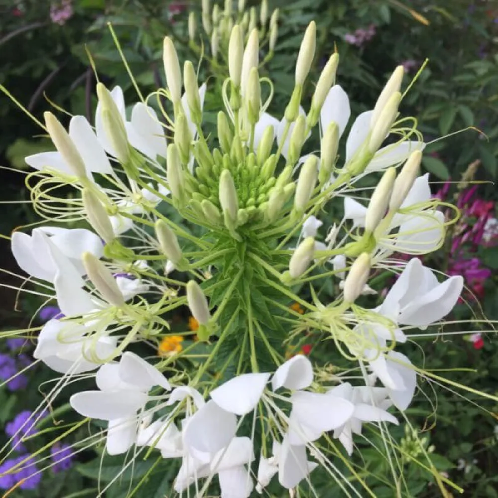 Hämähäkkikukka 'White Queen'