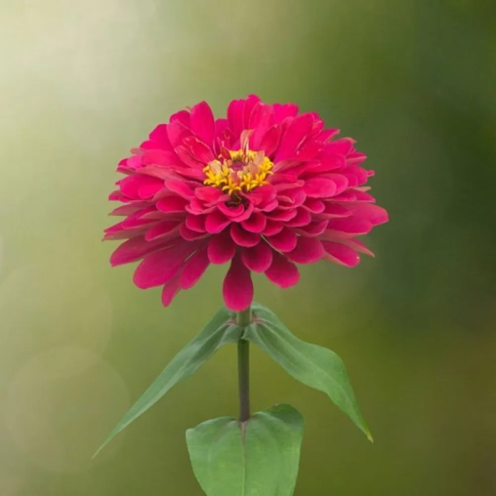 Tsinnia 'Cherry Queen'