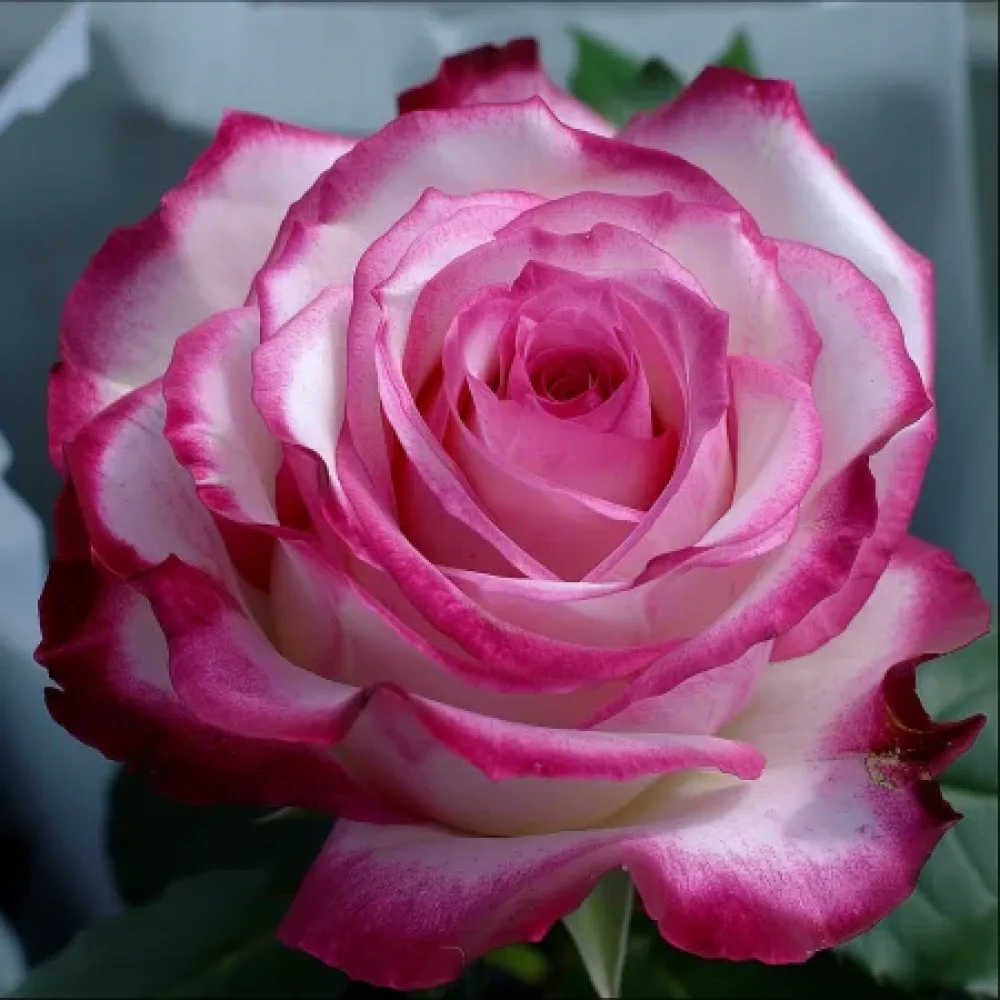 Ruusu 'Heavens Flower' – paljasjuurinen