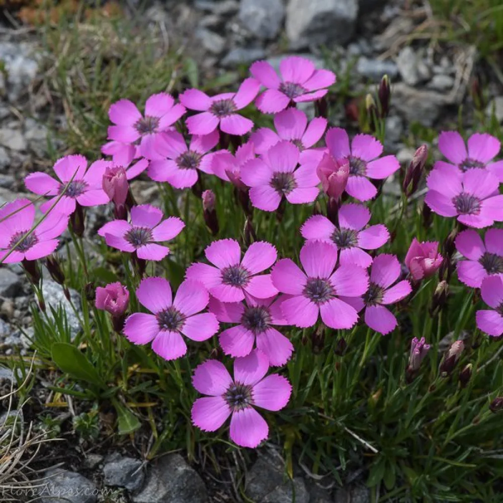 Neilikka Dianthus pavonius – purppuranpunainen
