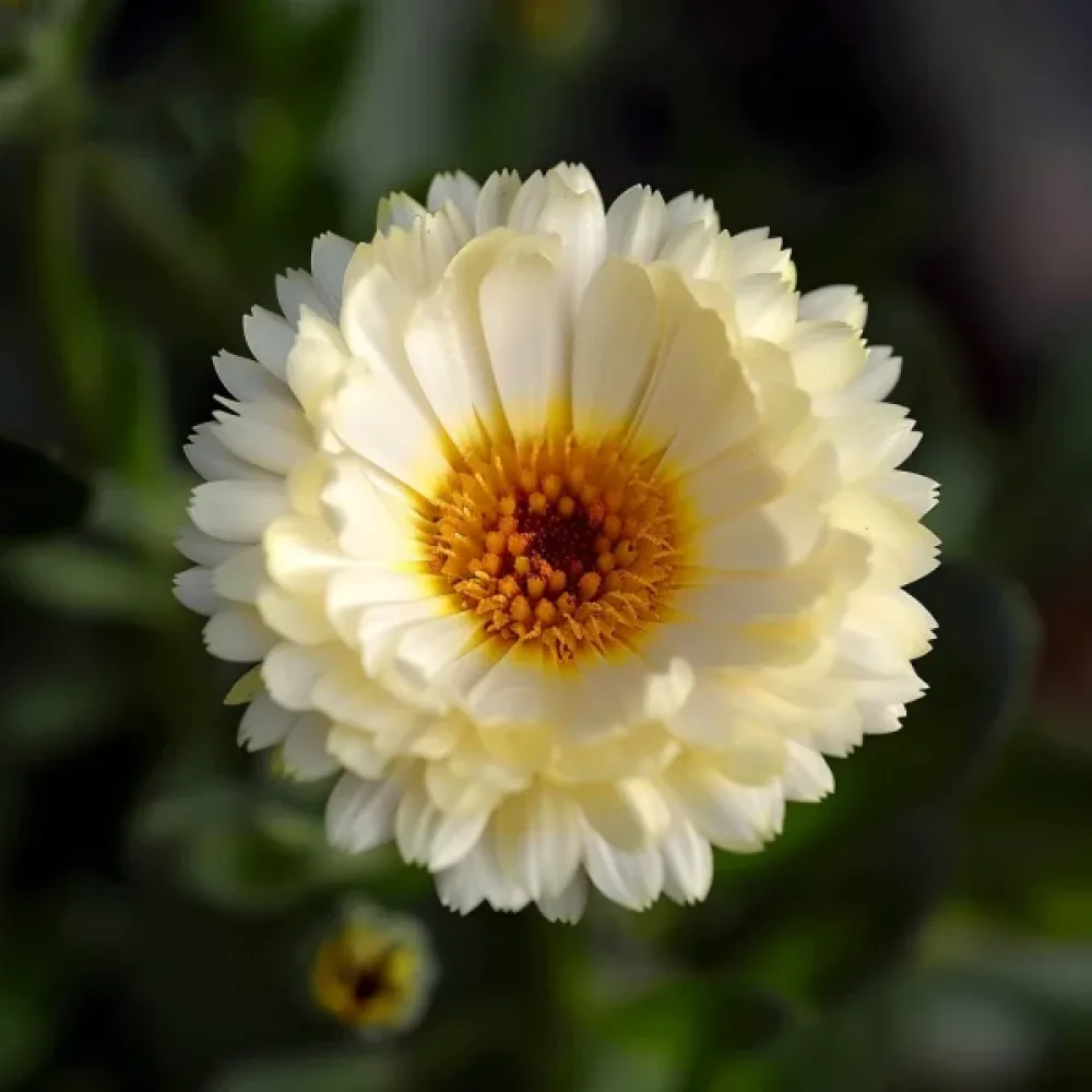 Kehäkukka 'Ivory'