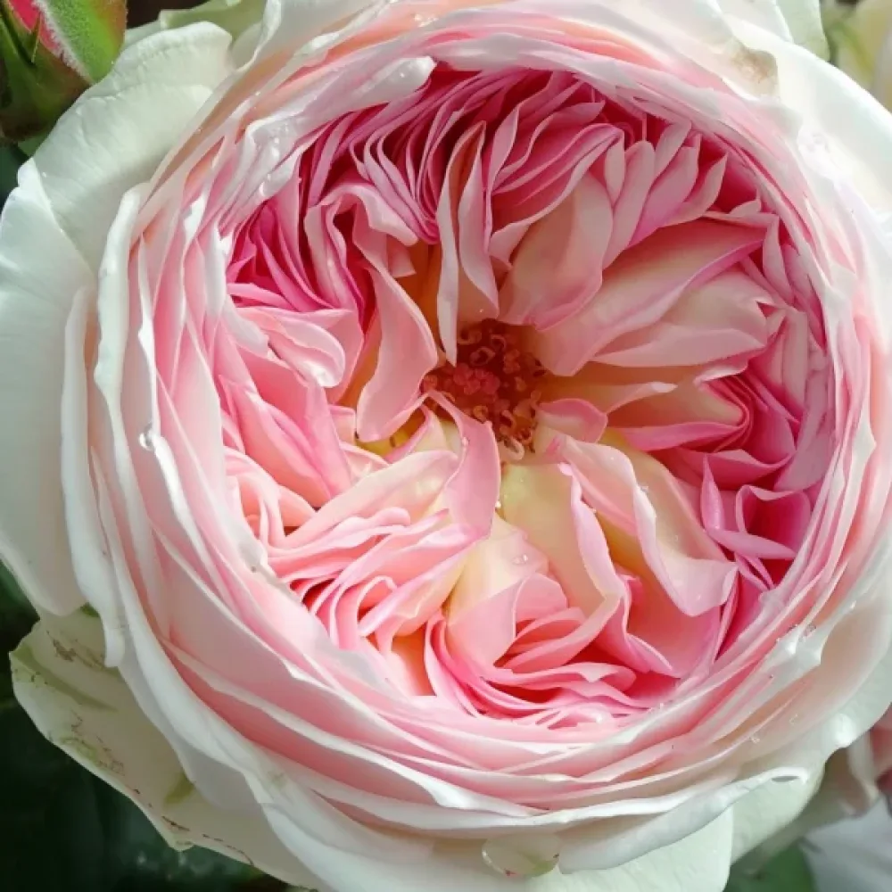 Ruusu 'Pink Melody'
