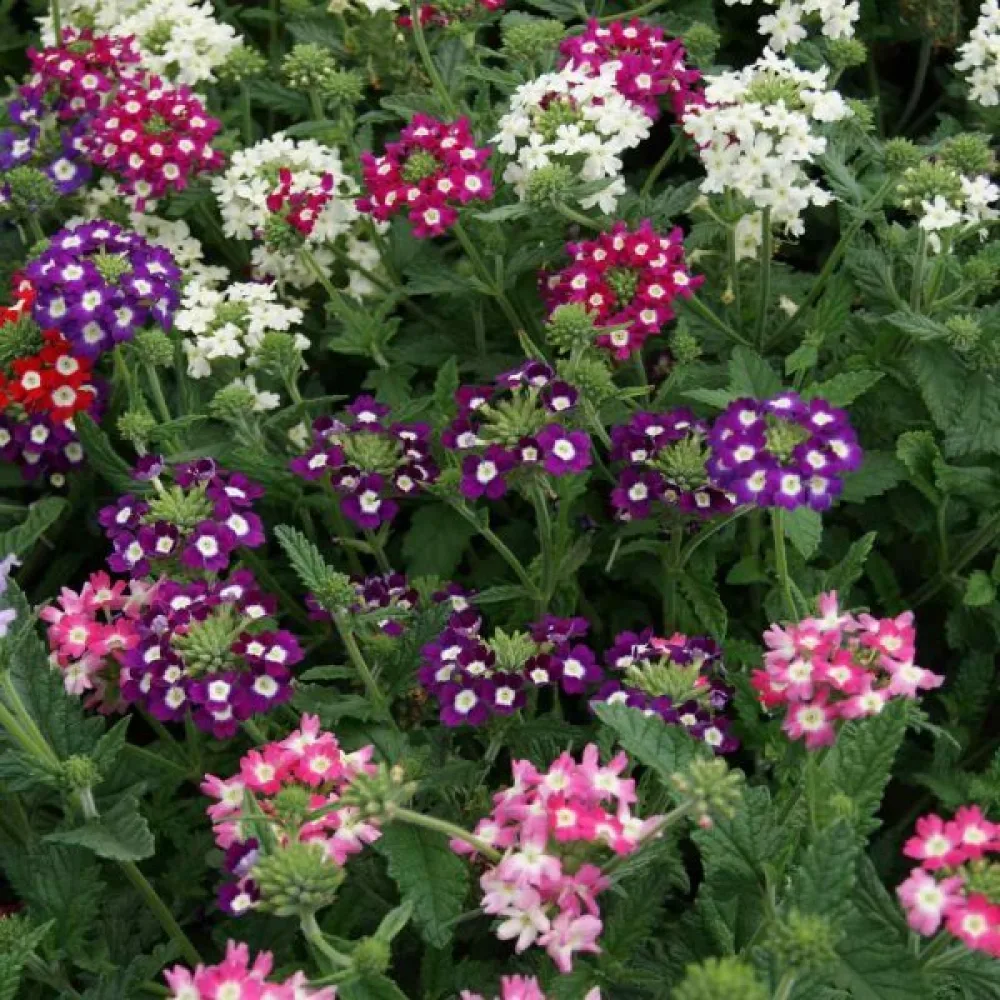 Tarhaverbena 'Mammoth' (sekoitus)