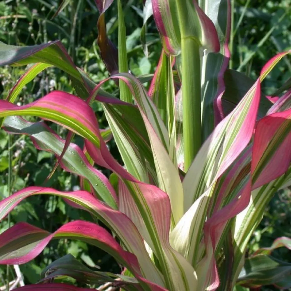 Koristemaissi 'Variegata'