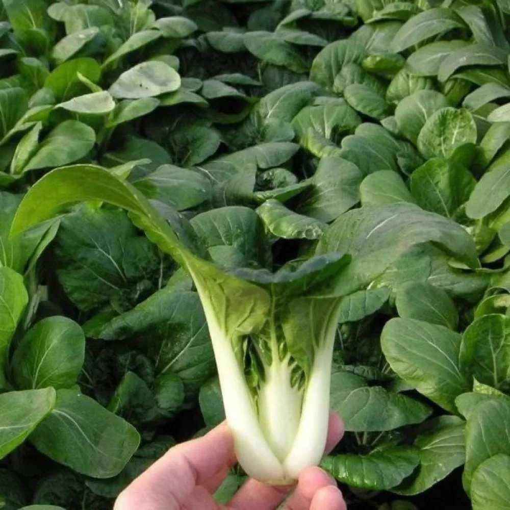 Pak choi, valkoinen