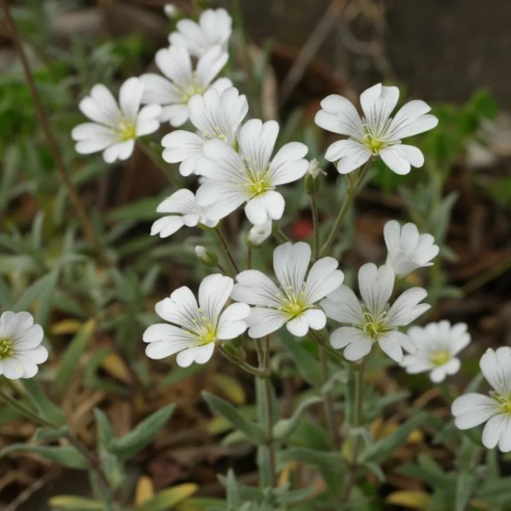 Hopeahärkki Cerastium tomentosum, valkoinen