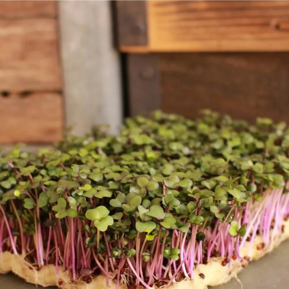 Kyssäkaali 'Purple Vienna' versoiksi