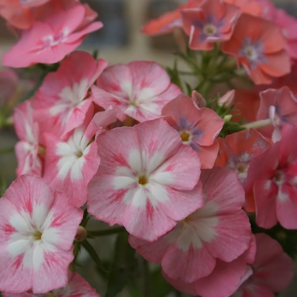 Kesäleimu 'Leopoldii'