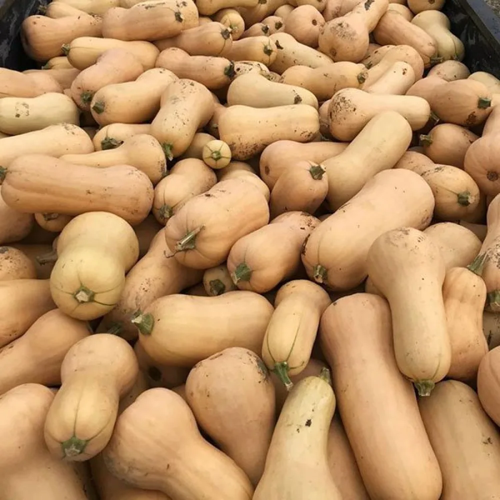 Talvikurpitsa 'Waltham Butternut'