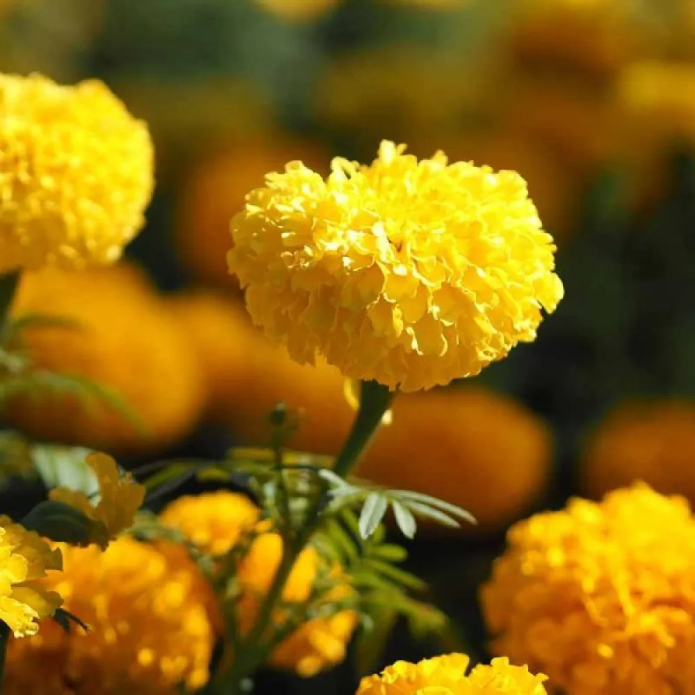 Kookossamettikukka 'Yellow Supreme'
