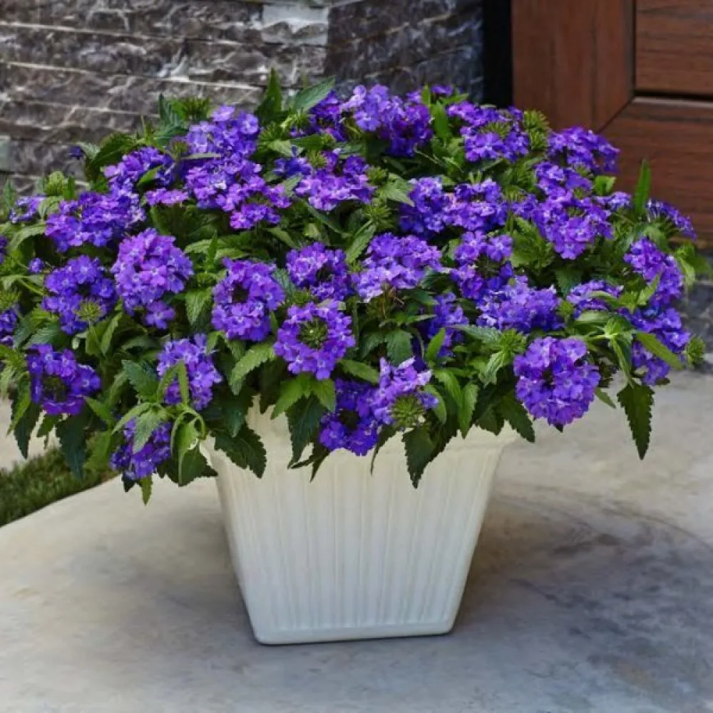 Tarhaverbena 'Splendor', violetti valkosilmäinen