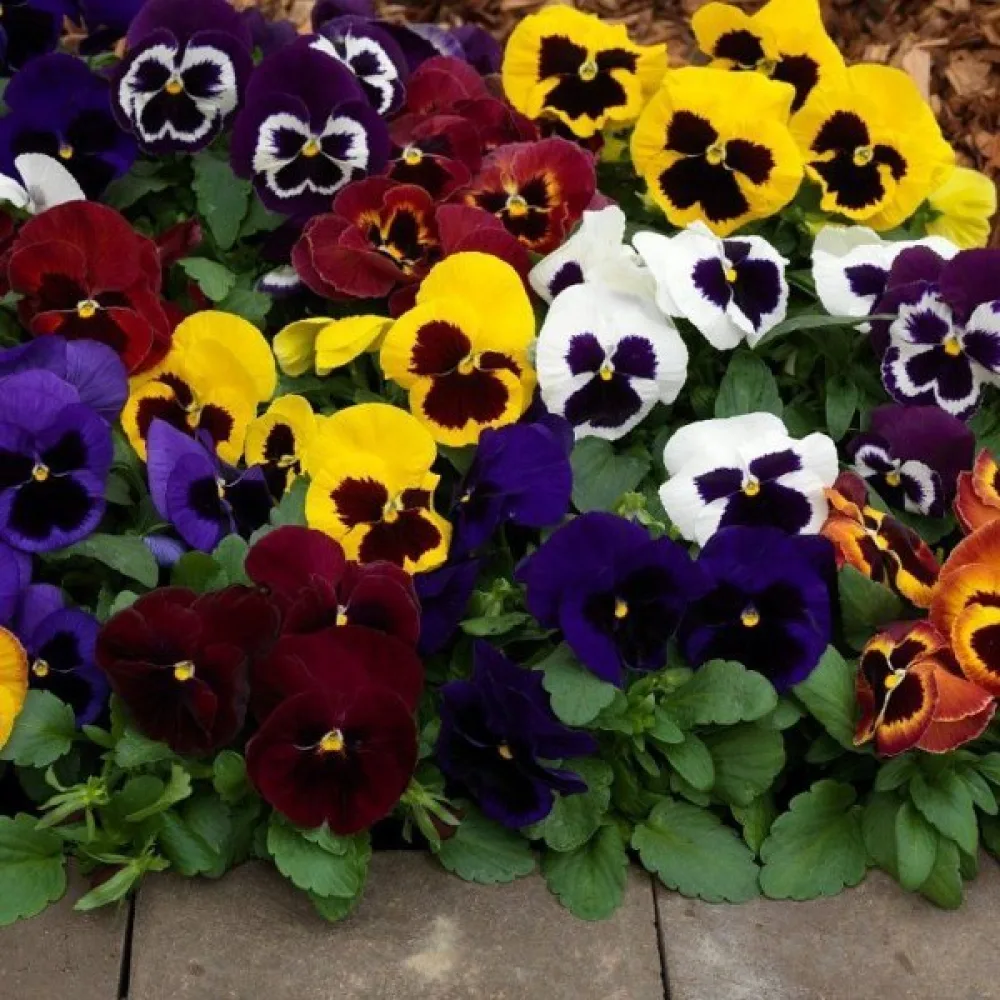 Tarhaorvokki 'Aalsmeer Giants' (sekoitus)