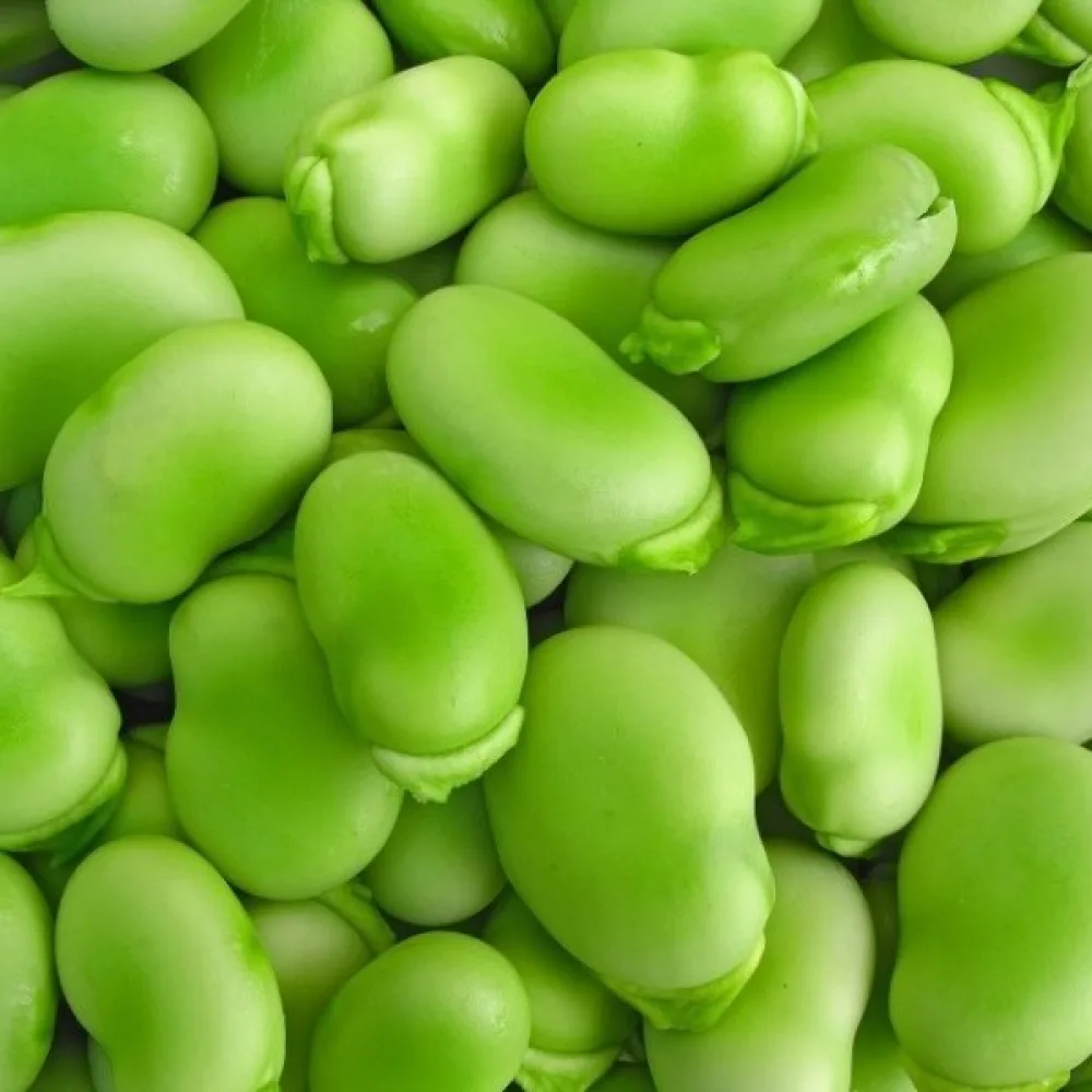 Härkäpapu 'Superaguadulce'