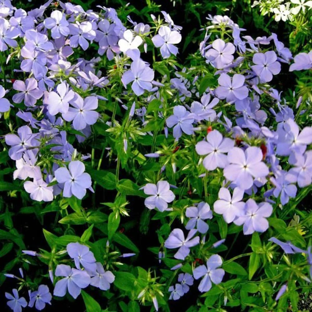 Kesäleimu 'Beauty Blue'