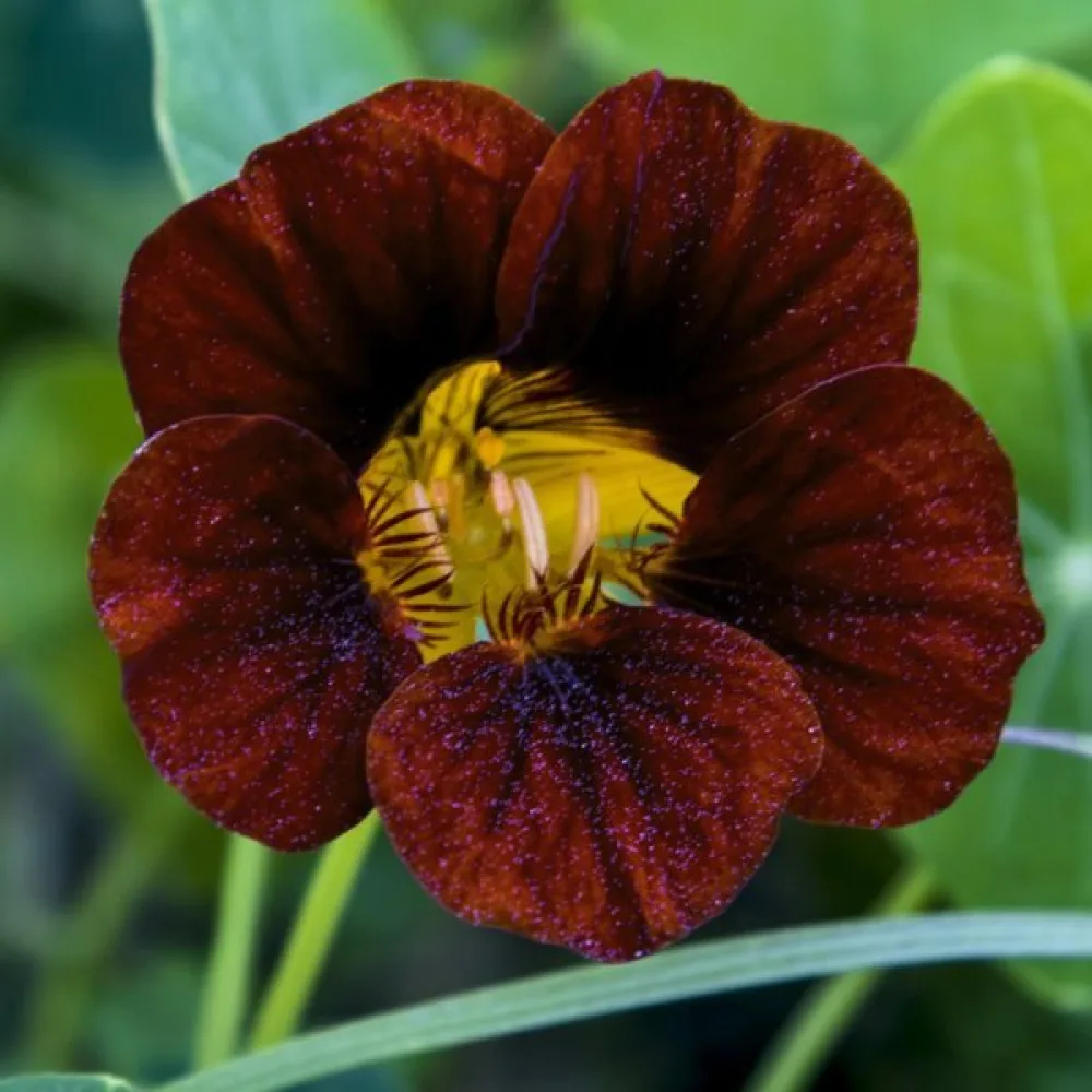 Köynnöskrassi 'Black Velvet'