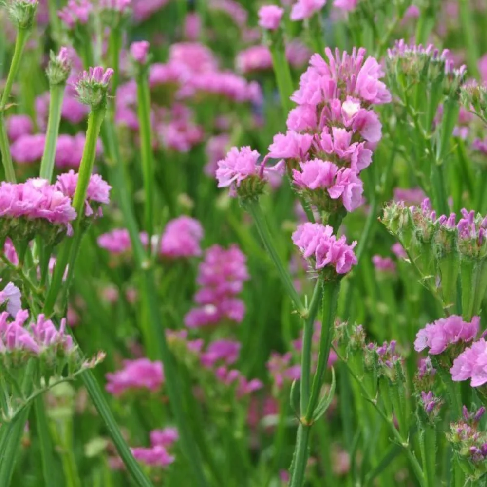 Limonium sinuatum – karmiininroosa