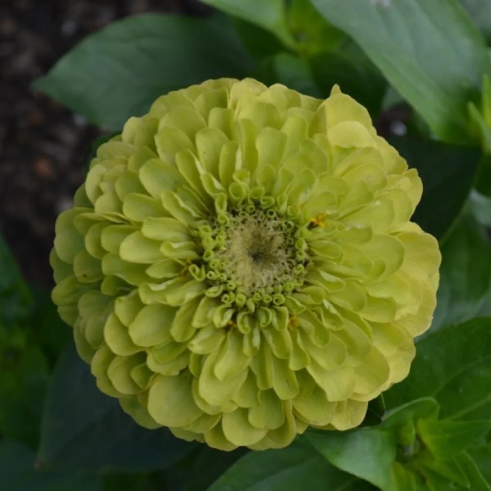 Tsinnia 'Super Yoga Lime'