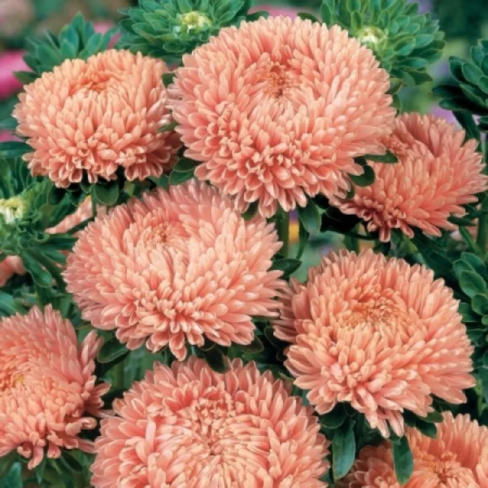 Kesäasteri 'Apollonia' – lohenpunainen