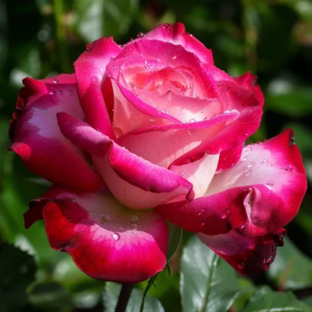 Ruusu 'Laurence'