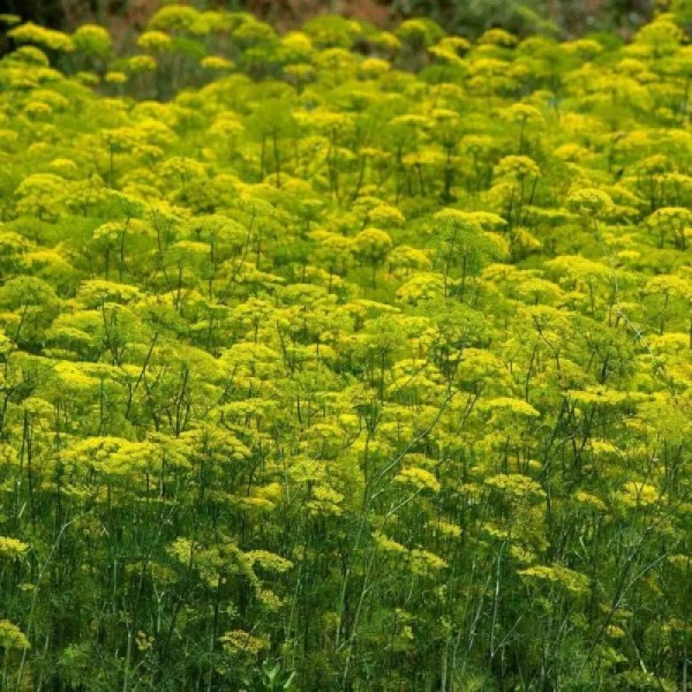 Tilli 'Herkules'